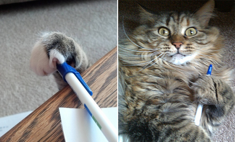 Funny Examples Of Cats Being Caught Red Pawed