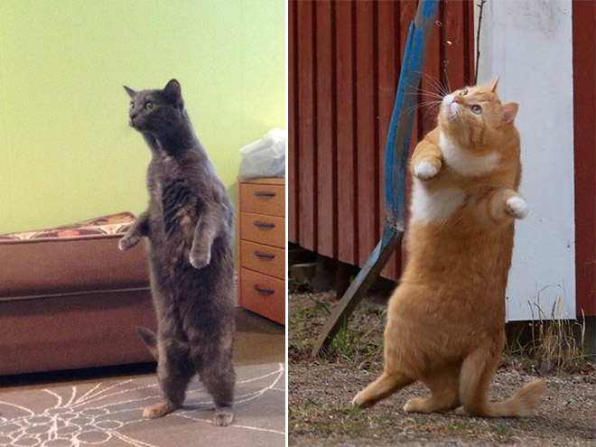 Standing Cats
