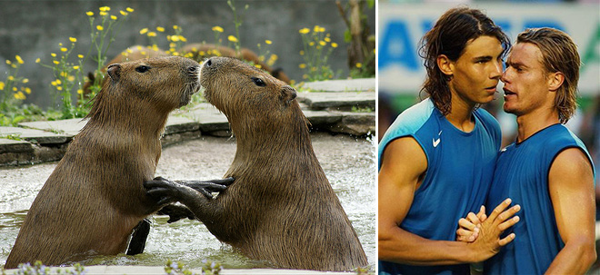 Is Rafael Nadal Actually a Capybara?