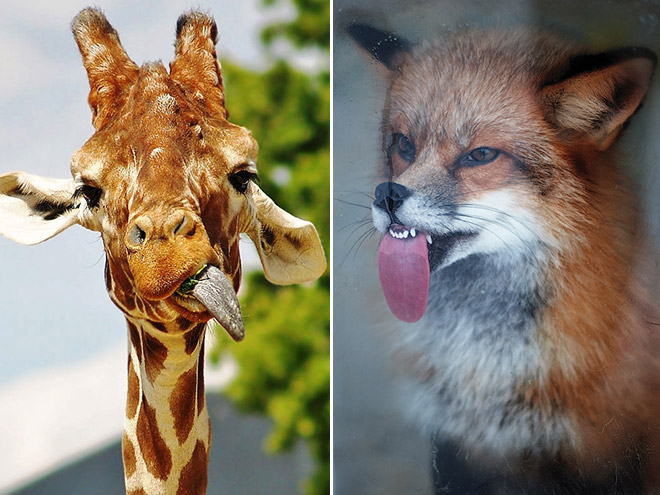 Animal Tongues That Are Out Of Control