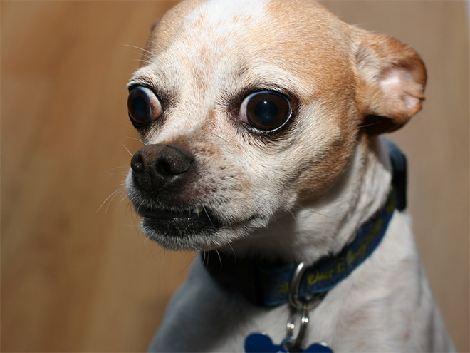 cross-eyed-pets