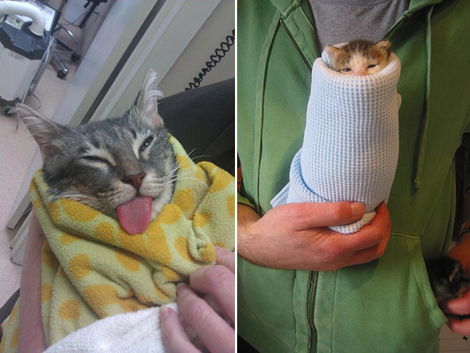 cat burrito plush