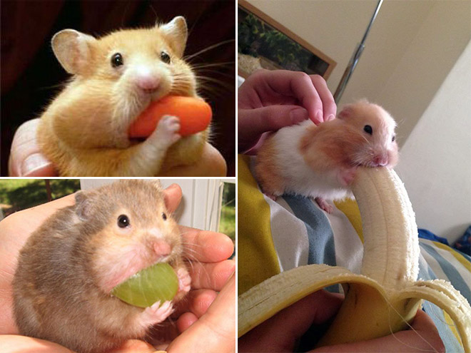 Hamsters Caught Stuffing Their Stupid Fat Faces