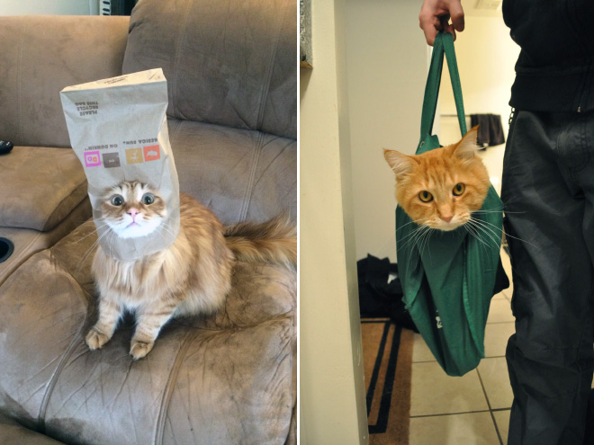 Cats vs. Bags