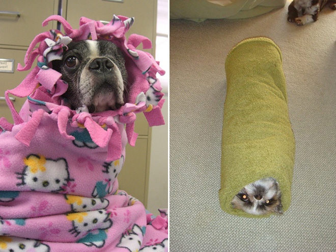 burrito dog plush