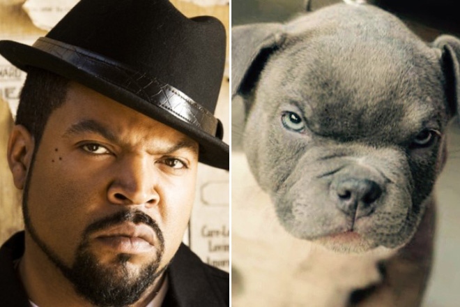 Celebrities and Their Dog Look-Alikes