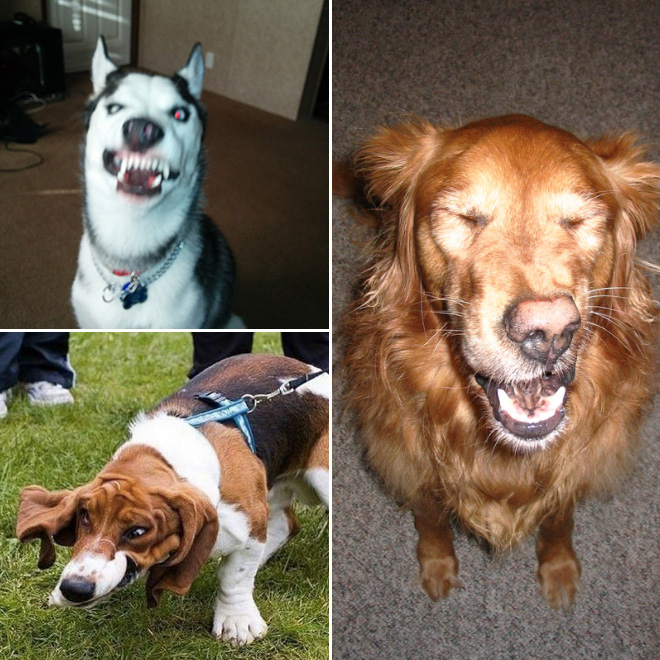 Funny Sneezing Dogs