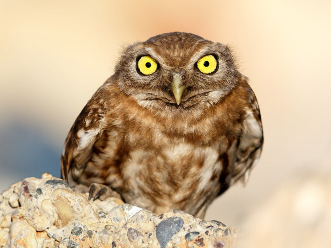 Owls That Accidentally Saw You Naked