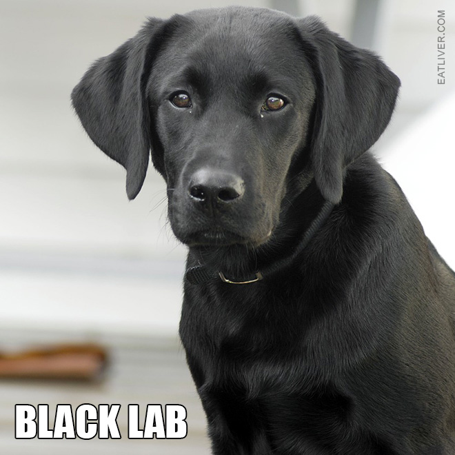 the-different-types-of-labs