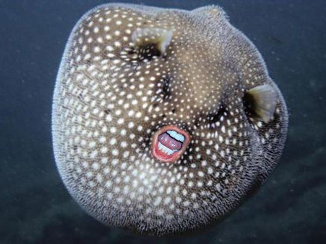 Puffer Fish With Donald Trump’s Mouth