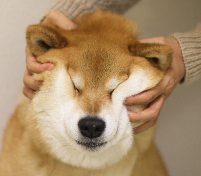 The World's Greatest Gallery of Squishy Dog Cheeks