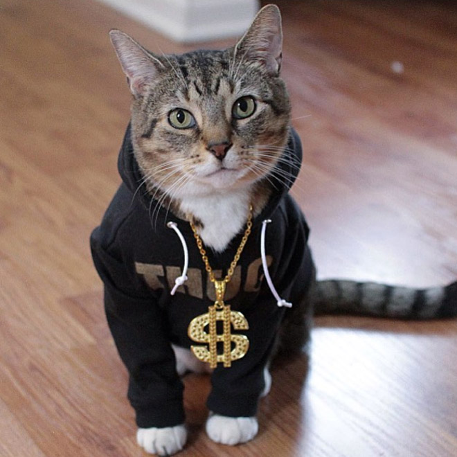 Glorious Gallery of Cats In Hoodies
