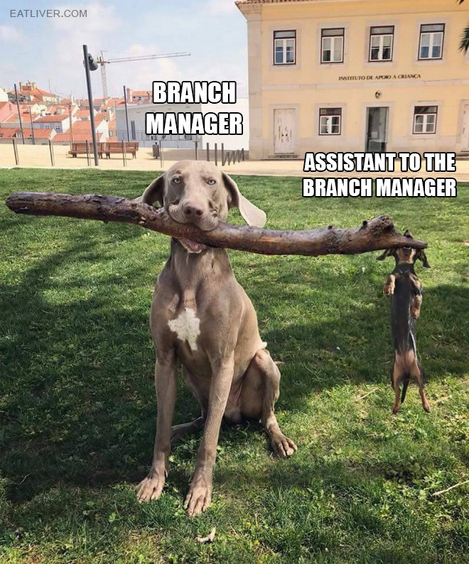 Visual representation of how actual assistant managers do their best.