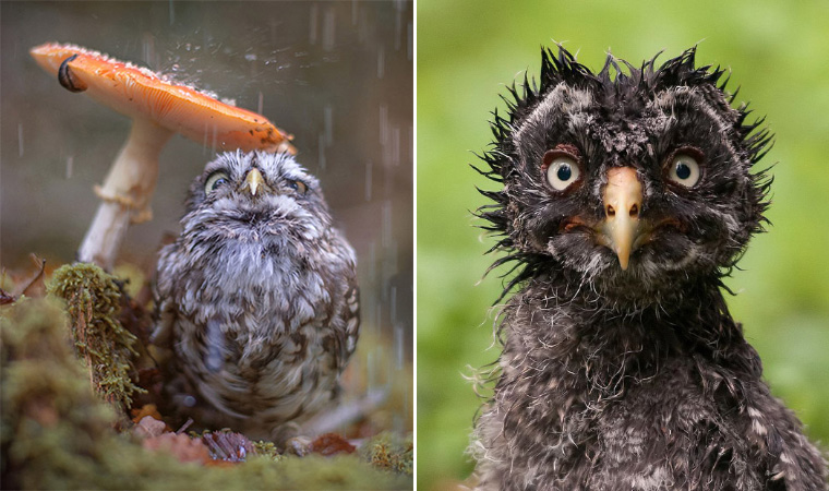 World's Greatest Gallery of Wet Owls.