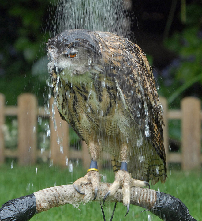 Horribly pissed wet owl.