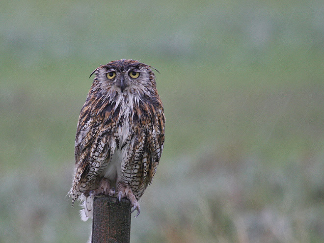 Wet owl on a pole.