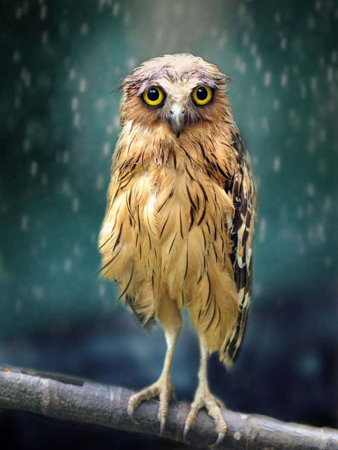 Sad wet owl in the rain.