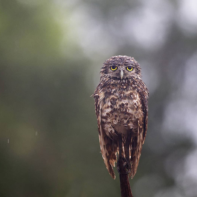 This wet owl is too tired to even care.