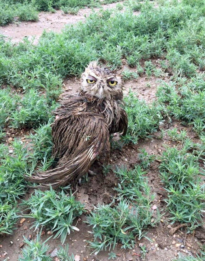 Hungover wet owl.