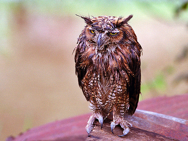 Pissed wet owl.