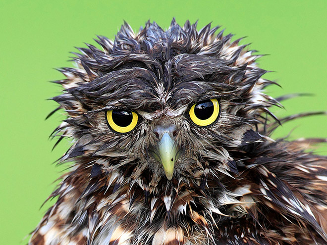 Wet owl looking at you.