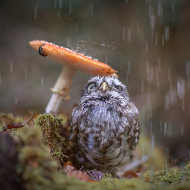 Wet owl hiding under a mushroom.