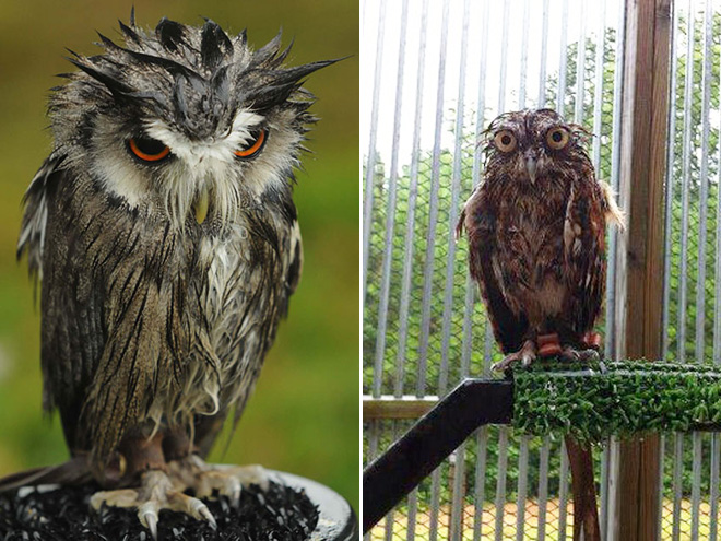 Couple of angry wet owls.