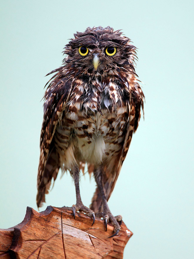 Angry wet owl.