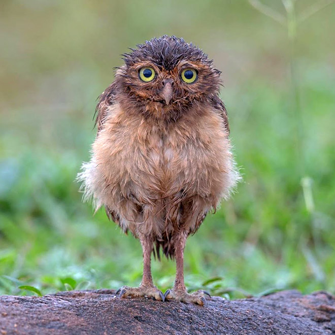 Adorable wet owl.