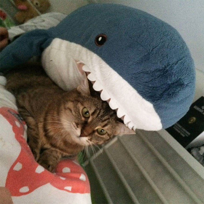 Shark eating a cat.