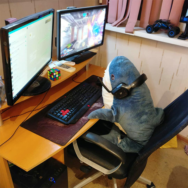 Shark playing computer games.