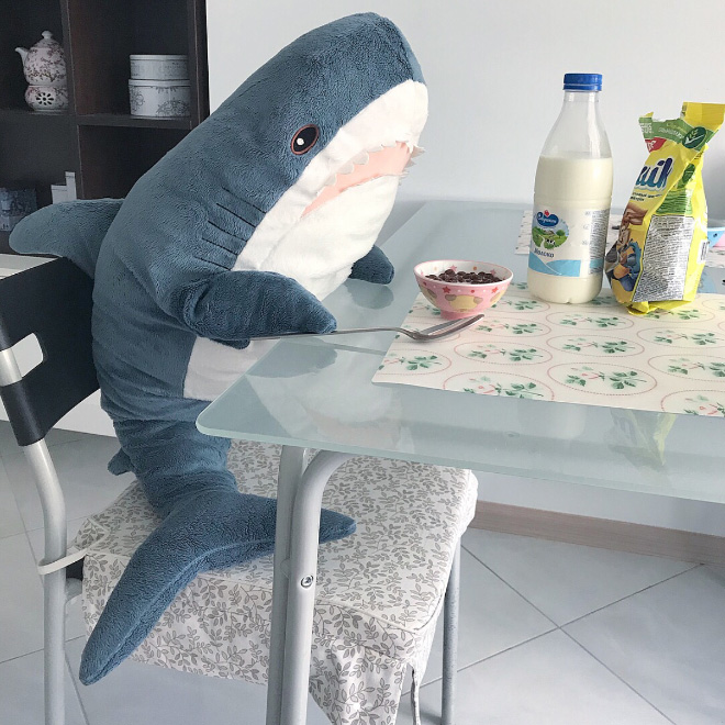Shark's breakfast.