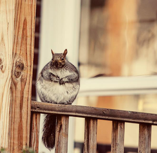 World's roundest squirrel.