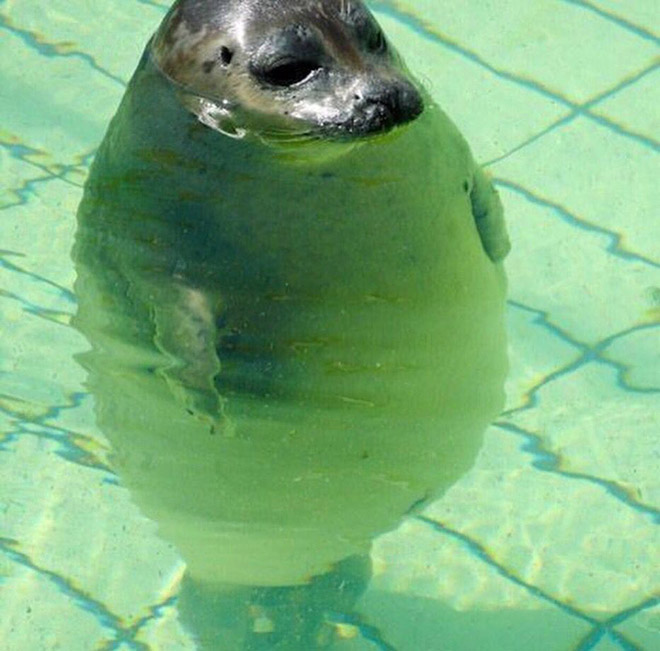 Funny round seal.
