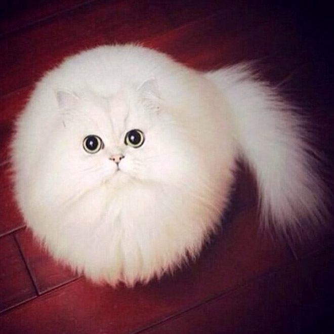Funny round cat.