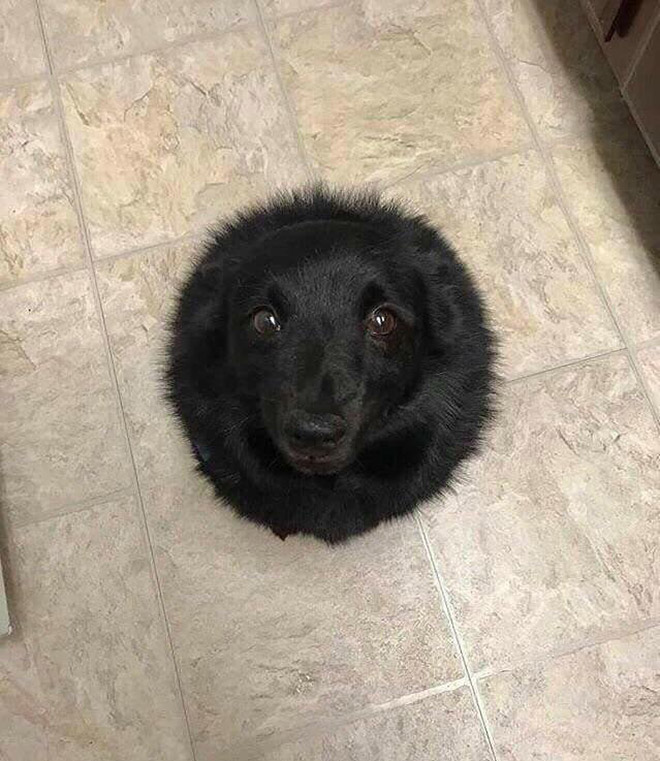 Funny round dog.