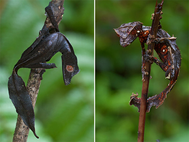 Metalhead lizards.