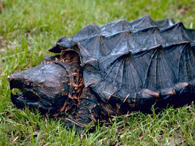 Metalhead snapping turtle.