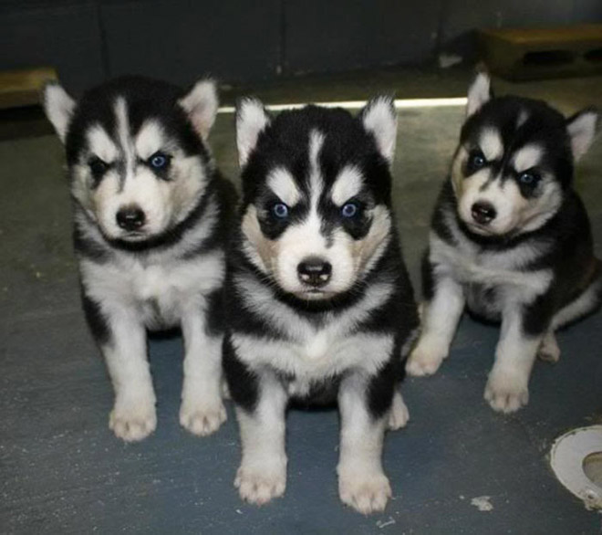 Heavy metal huskies.