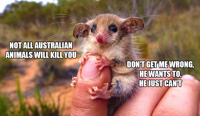 Not All Australian Animals Will Kill You
