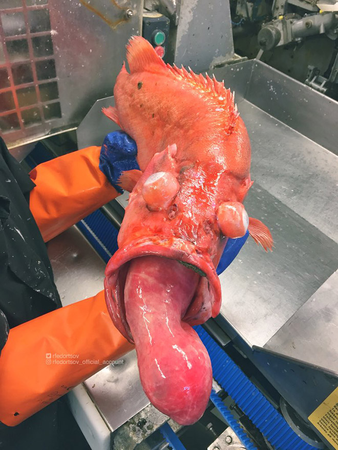 Weird red deep sea monster.