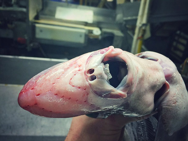 Creepy deep sea fish.