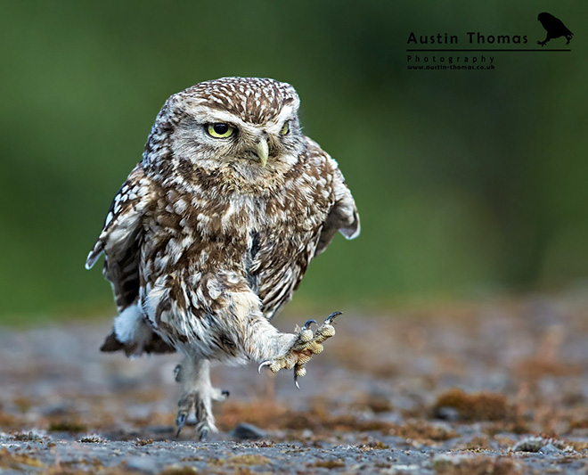 Walking owls are hilarious.