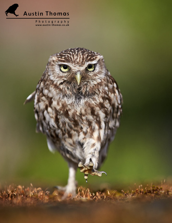 Owls look hilarious when walking.
