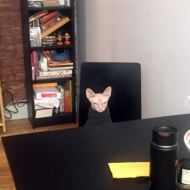 Grumpy cat sitting at the table.