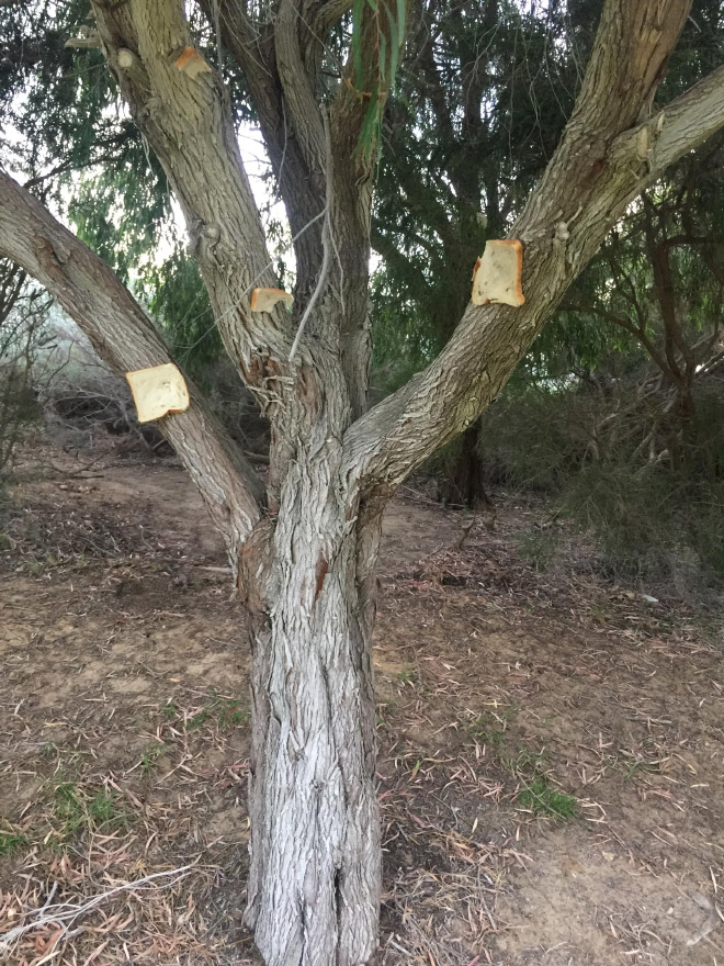 Bread slices stapled to a tree.