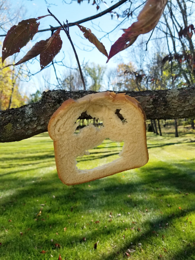 Toast stapled to a tree branch.