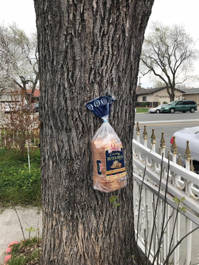 Bread stapled to a tree for no good reason.