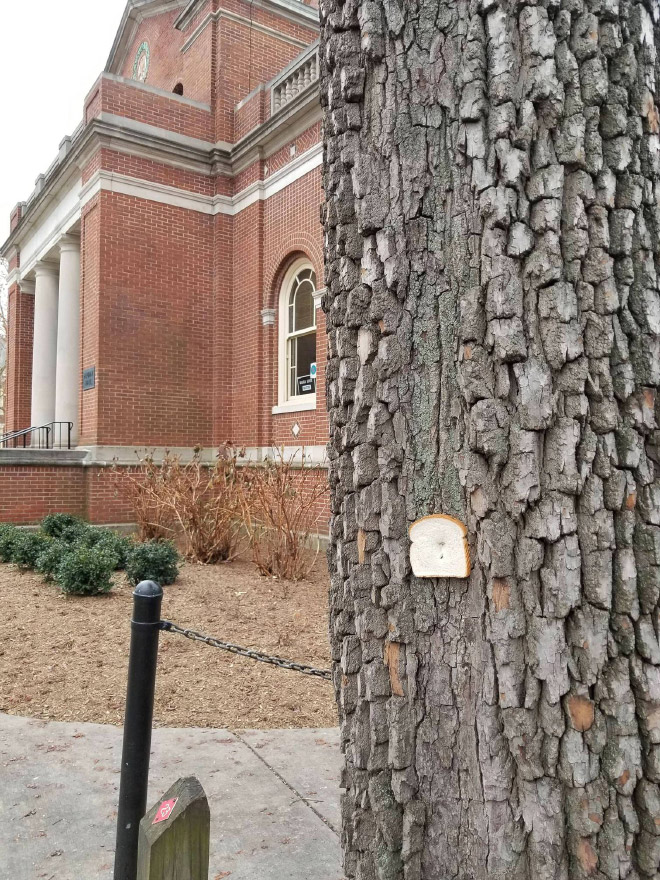 Bread stapled to a tree for no reason.