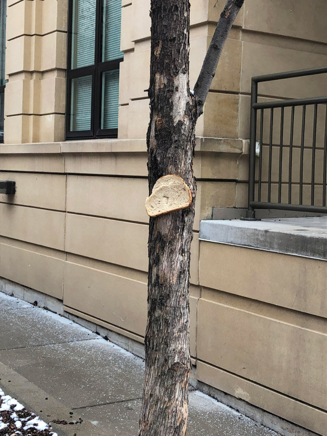 Two bread slices stapled to a tree.